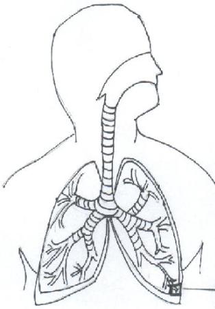 sc-5 sb-9-Respiratory System img_no 197.jpg